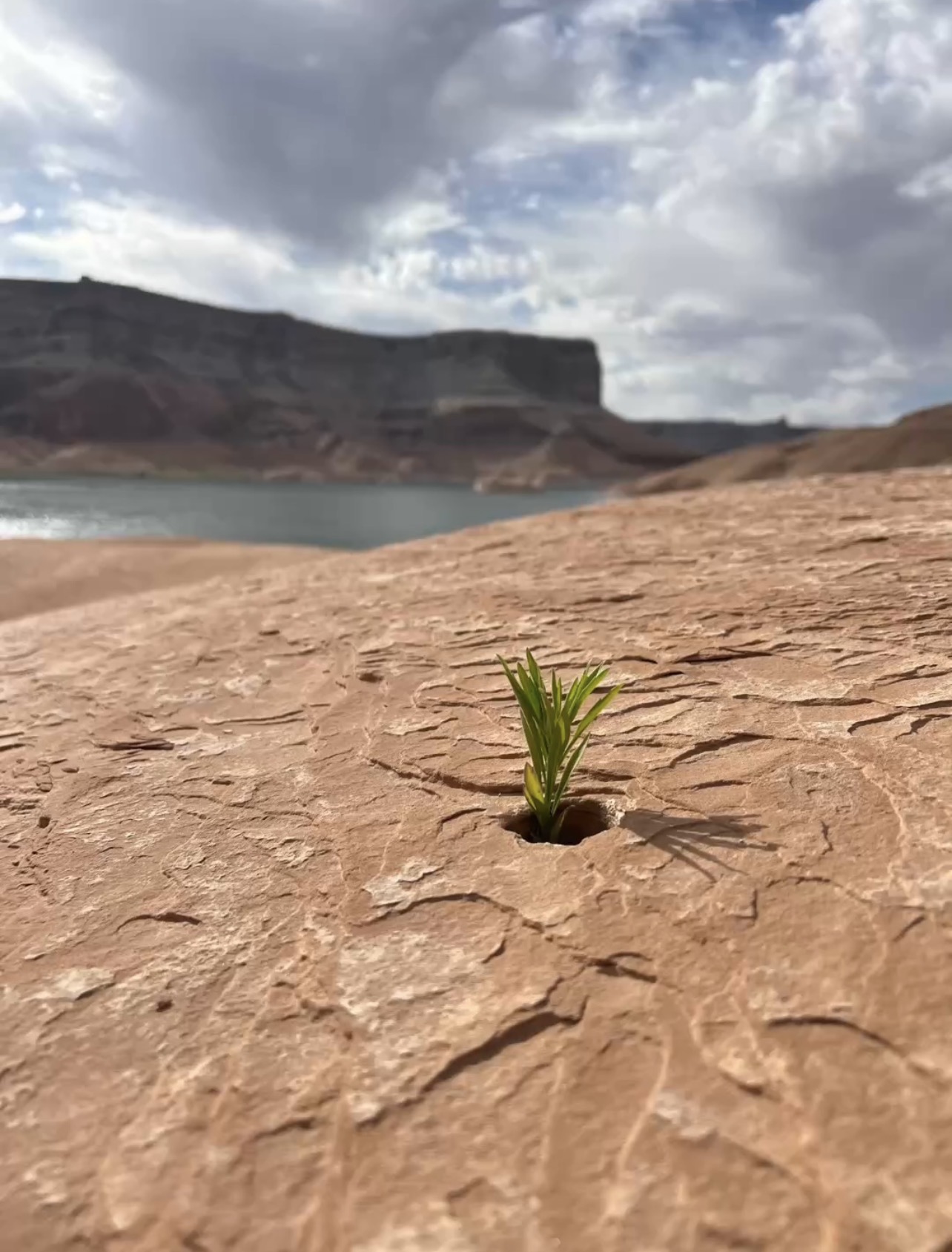 A small green plant growing out of a hole in pink sandstone beside a calm lake with dramatic cliffs